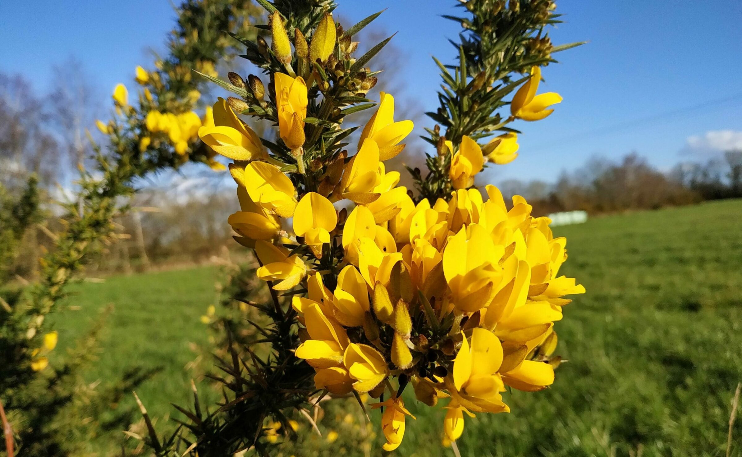 Fleurs d'ajonc, plante emblématique de la région Bretagne (France)
