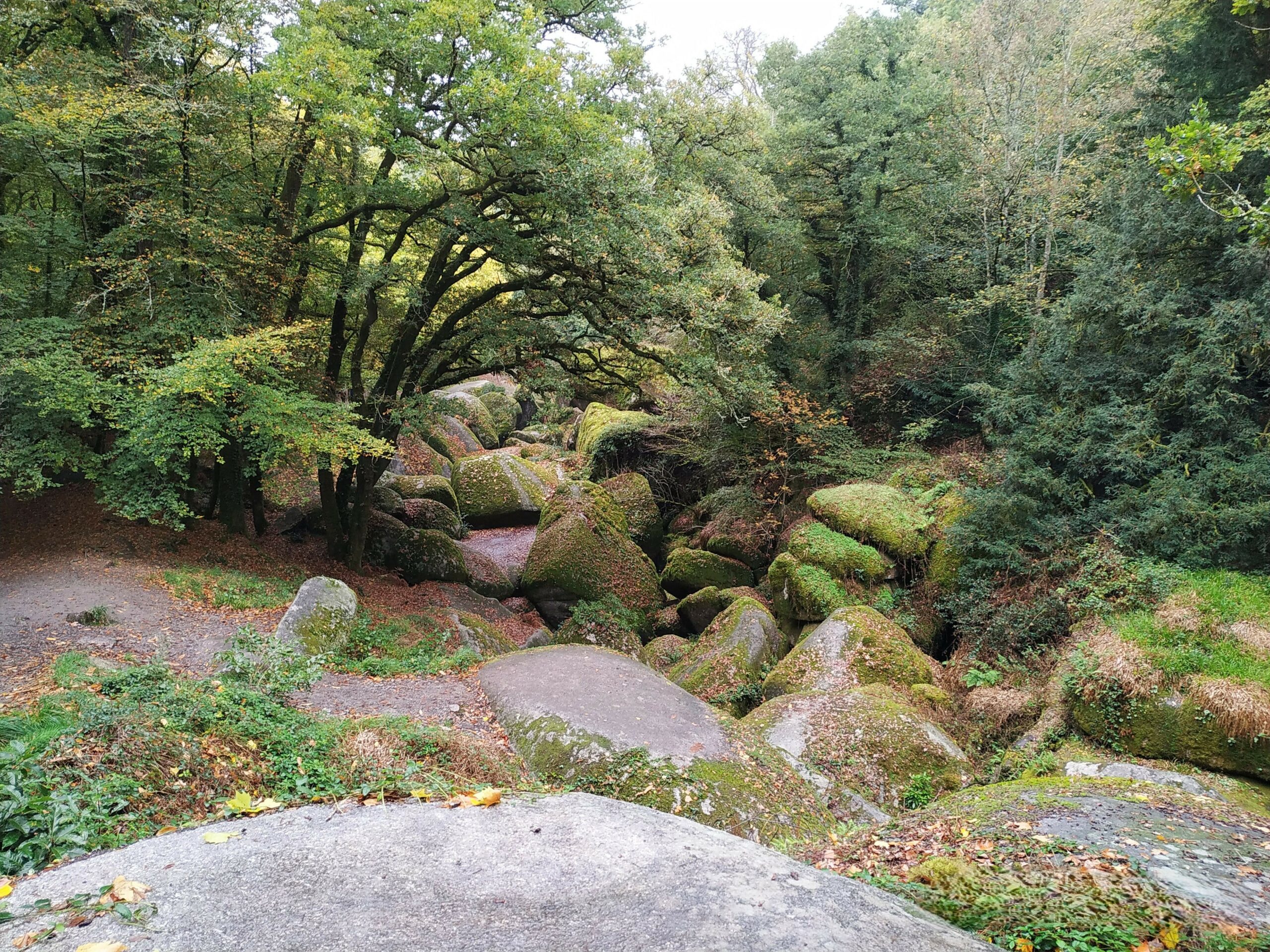 Chaos dans une forêt bretonne